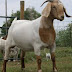 Indian Goat Fattening Techniques