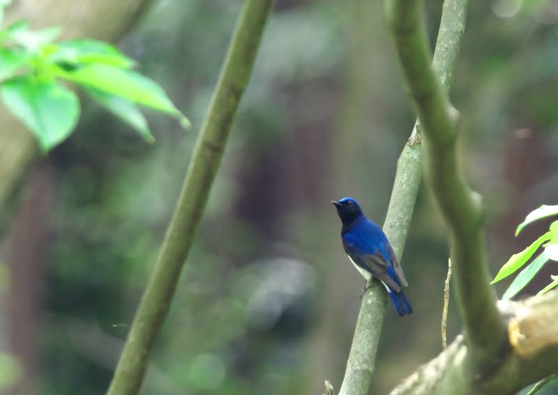 Gibi: コミックの代名詞となった雑誌の歴史を知る