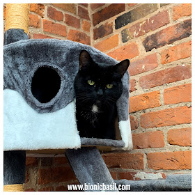 Black Cat Appreciation Day 2020 with Parsley Sauce ©BionicBasil® Condo Cat