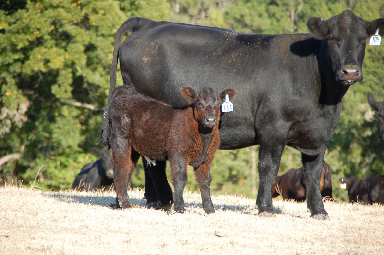 Buck Cattle Co. Blog September 2011