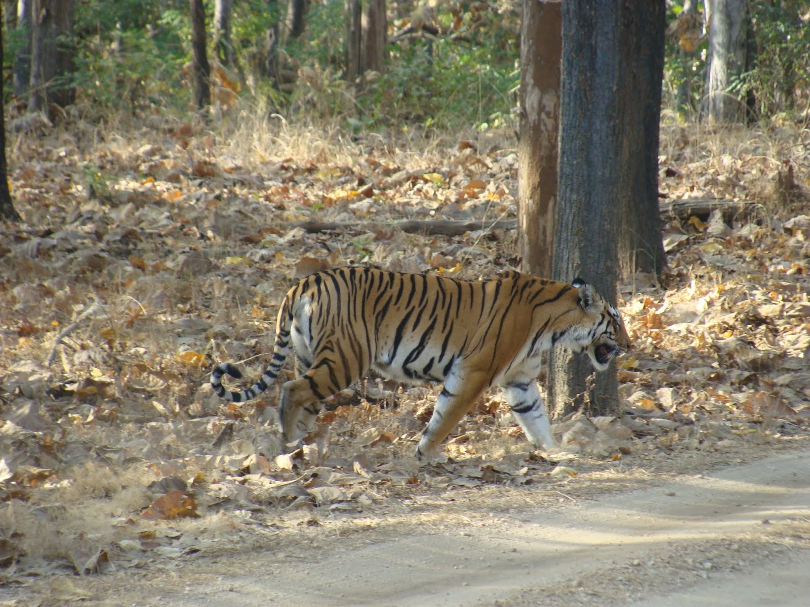 best Tiger Safari India jungle resorts