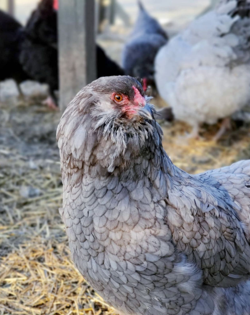 Benefits of Flax + Omega3 for Chickens Fresh Eggs Daily® with Lisa