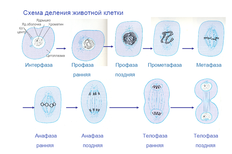 5 фаз деления клетки. Фазы деления клетки митоз рисунок. Схема митотического деления растительной клетки. Схема процесса деления клетки. Схема митоза в животной клетке.