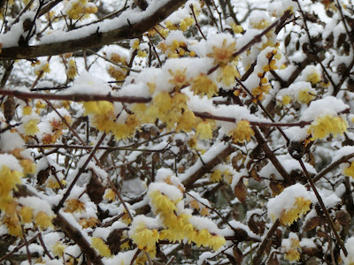 �������̃��E�o�C