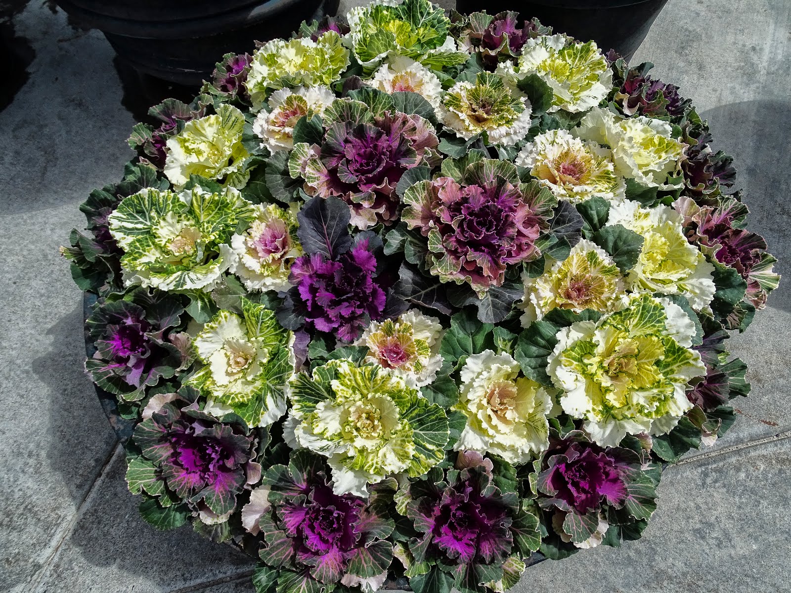 Walking Arizona Ornamental Cabbage