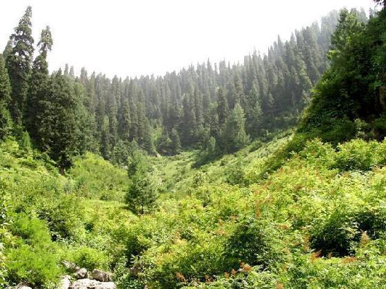 Nathia Gali Wallpapers Pakistani Tourism