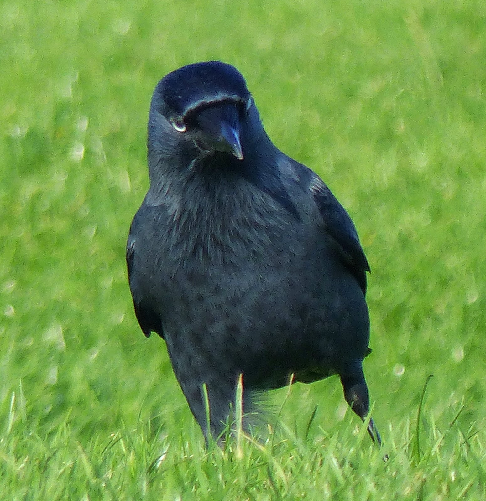 Birding For Pleasure WILD BIRD WEDNESDAY Jackdaw