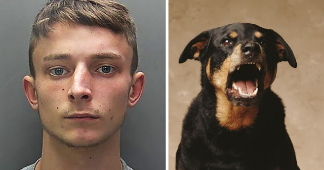 Boy, 18, Stabbed And Left For Dead After Losing Gang’s Rottweiler Dog