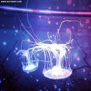 Medusas blancas coreanas