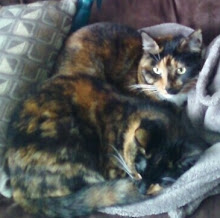 Madlynn & McKaela - A Tail of Two Kitties