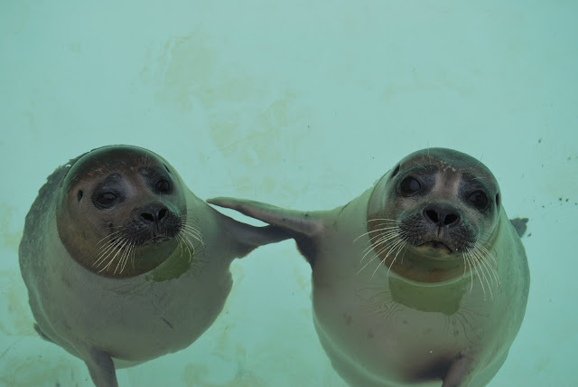 This two baby seals are best friends, funny seals, funny animals, animal friends