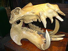 Museo Paleontologico di Serravalle del Chienti