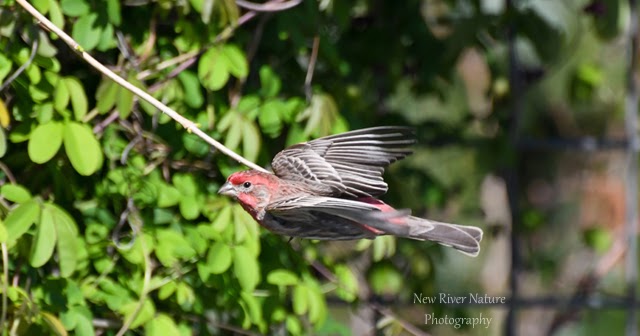 A Little Piece of Me: Flight of the House Finch