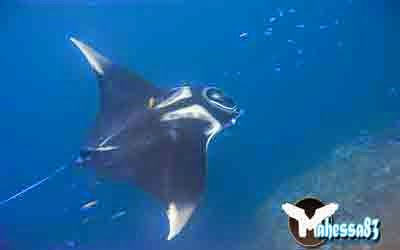 10 Hewan Raksasa Terpanjang Di Lautan Mahessablog Blog Pribadi