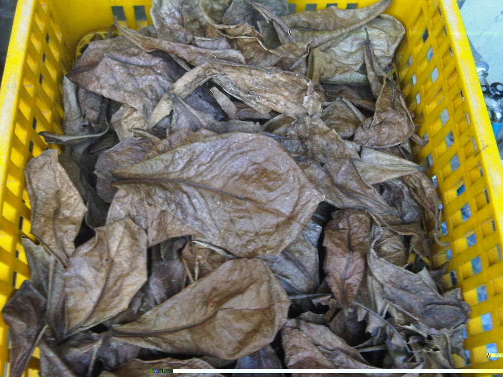 Manfaat Daun Ketapang Untuk Ikan Cupang