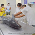 Egresada UV ganó reconocimiento internacional por estudio sobre delfines