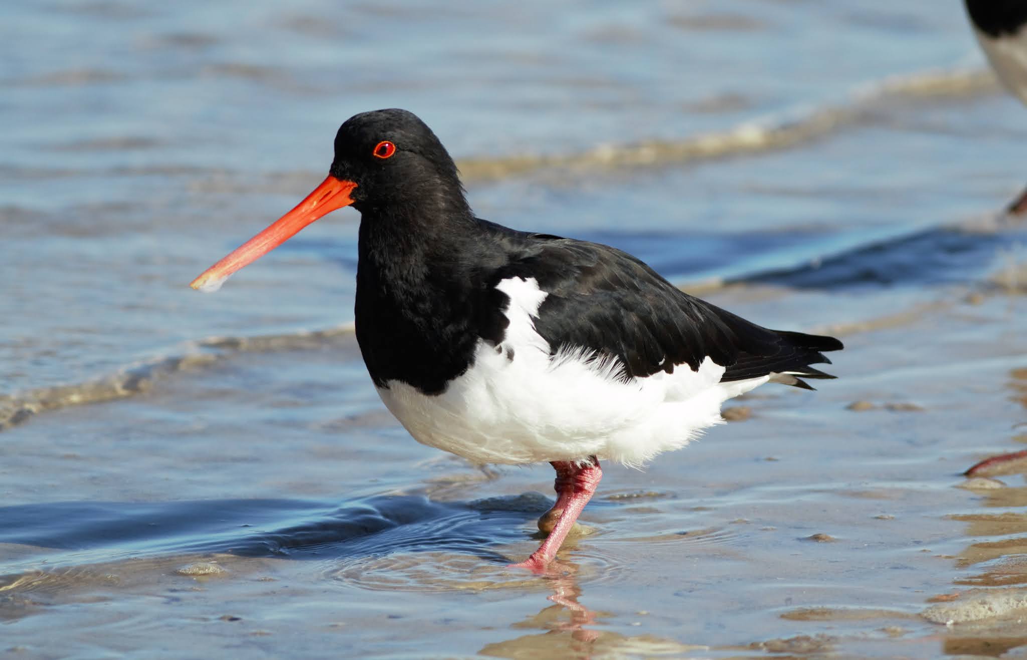 sunshinecoastbirds South Island Pied Oystercatcher on North Stradbroke