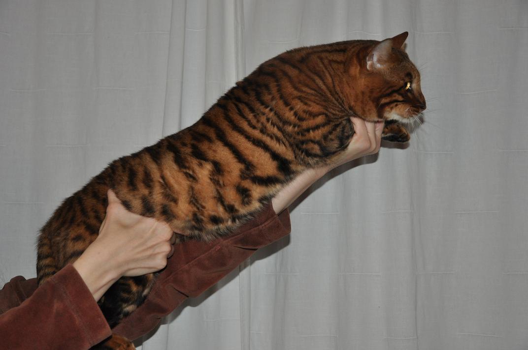 Large Domestic Cat Breeds For Sale Cat Lover Cat Training Large Domestic Cat Breeds For Sale Cat Lover Cat Training