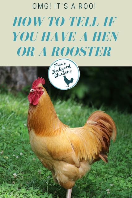 Pam's Backyard Chickens: OMG! It's a Roo! How to Tell if You Have a Hen ...
