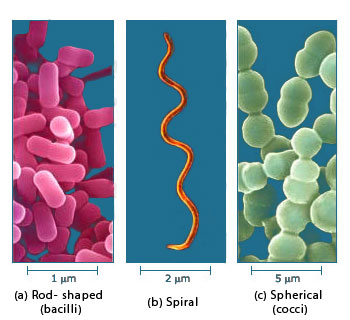 بحث عن مملكة البدائيات