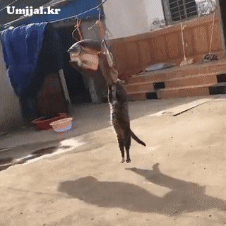 umjjal_kr_232.gif