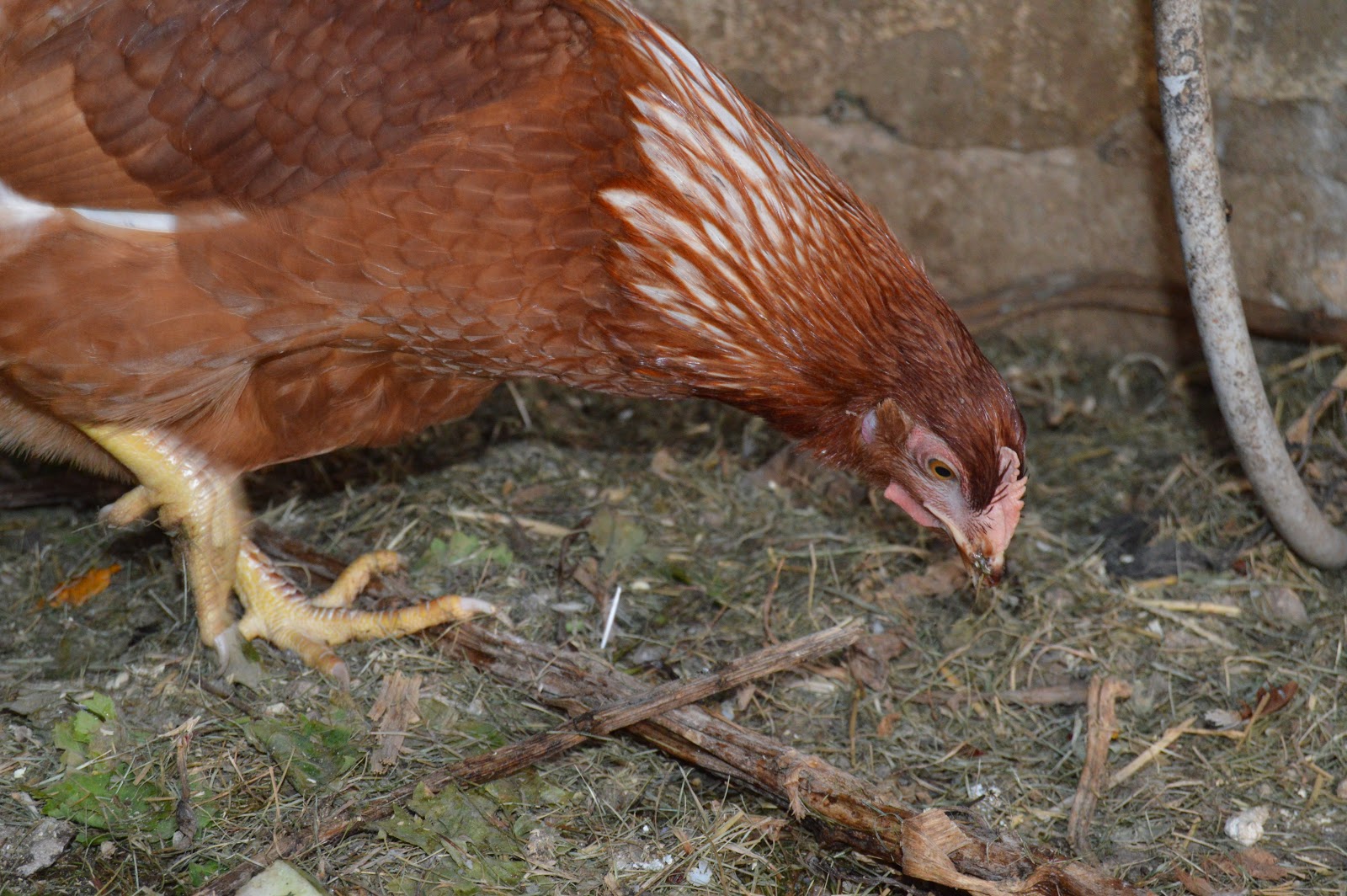 El Huerto de Tatay: Gallinas nuevas en el gallinero