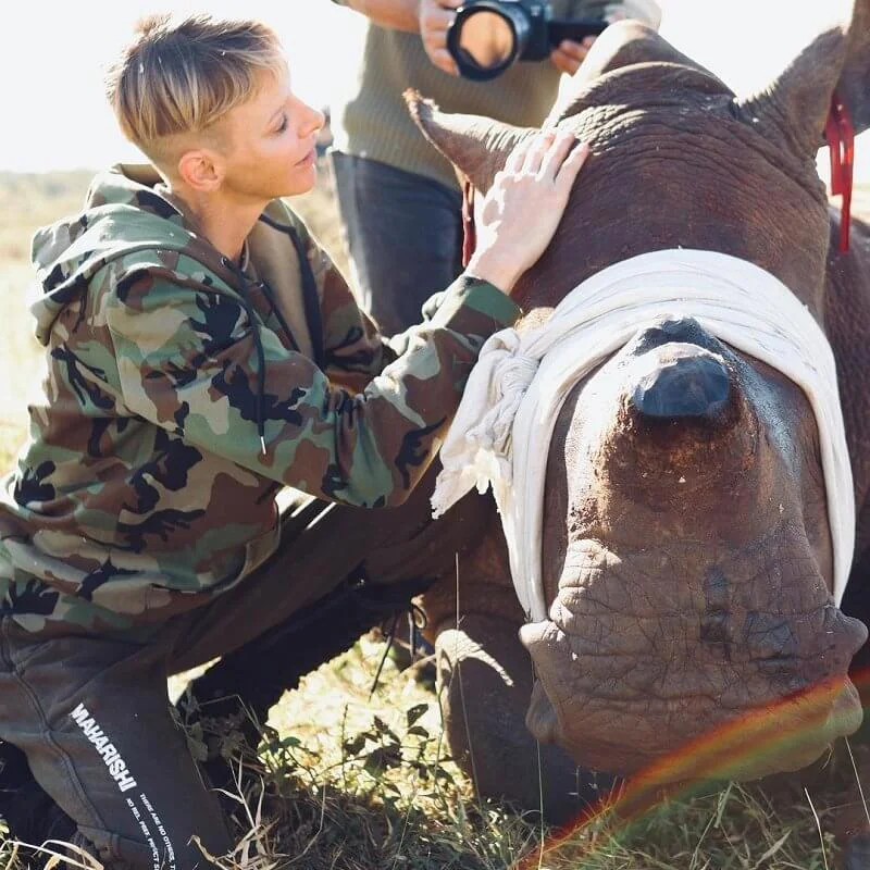 It was a safeguard operation, the rhino's horn is cut to prevent animals from being killed by poachers