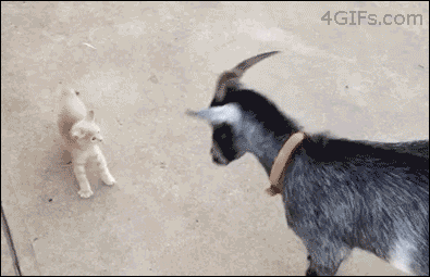 Funny animal gifs - part 202, best funny gif, funny animals
