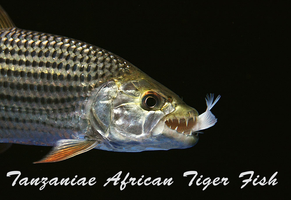 Understanding Predator Fish and Thiaminase