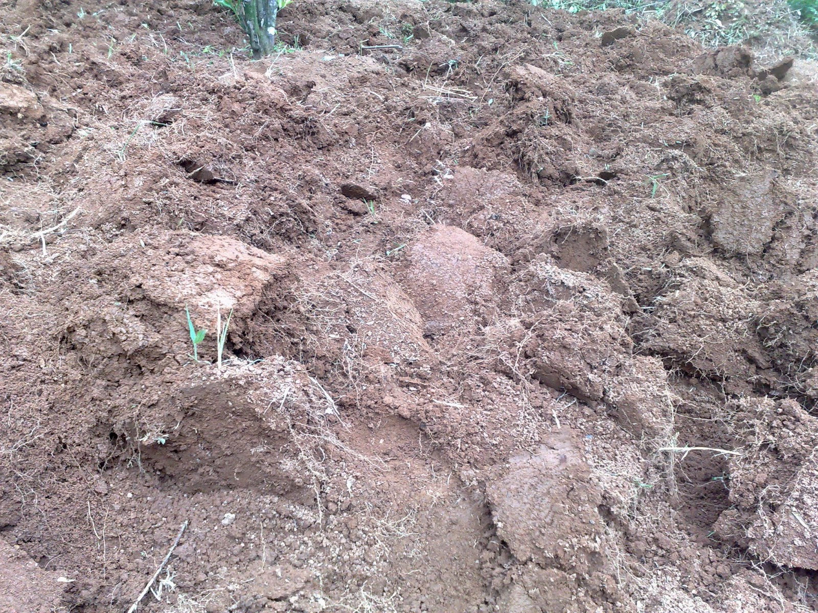 PEMBUATAN BEDENGAN ~ Lawu Alami Agro Farming