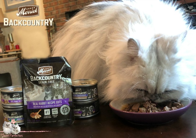 silver shaded Persian cat, Truffle, eating Merrick Backcountry rabbit cuts