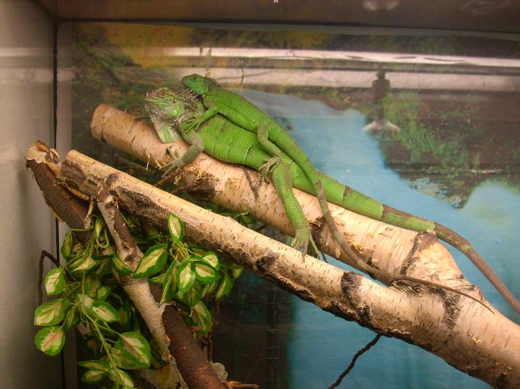 Grüne Leguane - Reptilien und Terraristik - Blog
