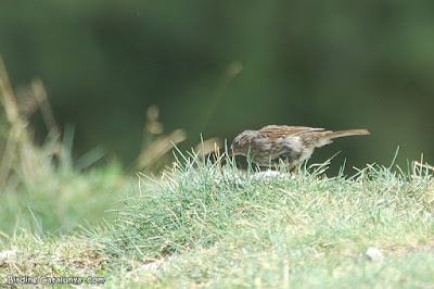 Pardal de bardissa (Prunella modularis)