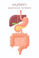 10 Facts about Digestion | MooMooMath and Science