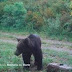 ΜΕΤΑ ΑΠΟ 150 ΧΡΟΝΙΑ! Καφέ αρκούδα εθεάθη σε πάρκο 