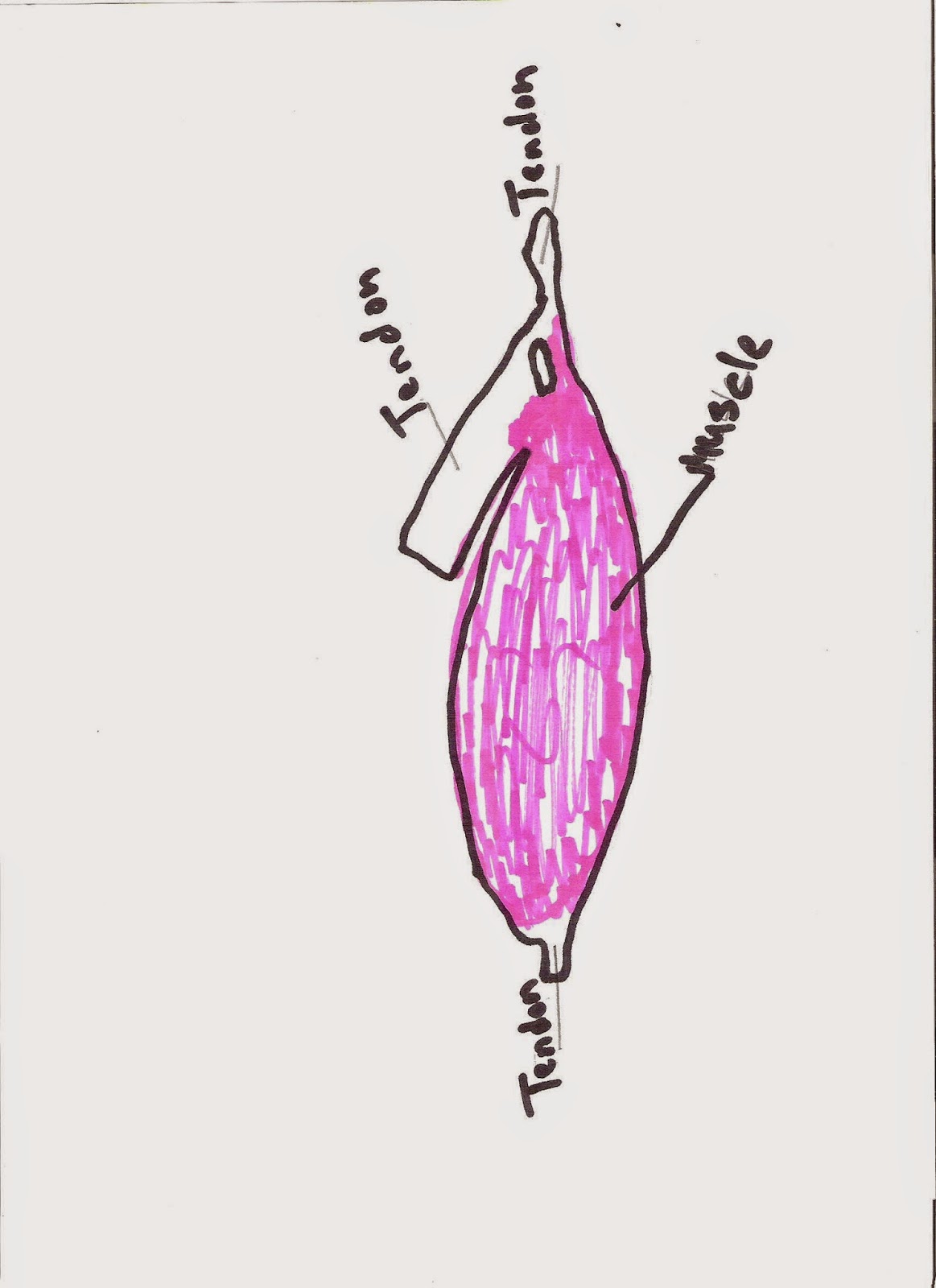 Walls Bio 156 Human Biology Lab 5 Chicken Leg Dissection