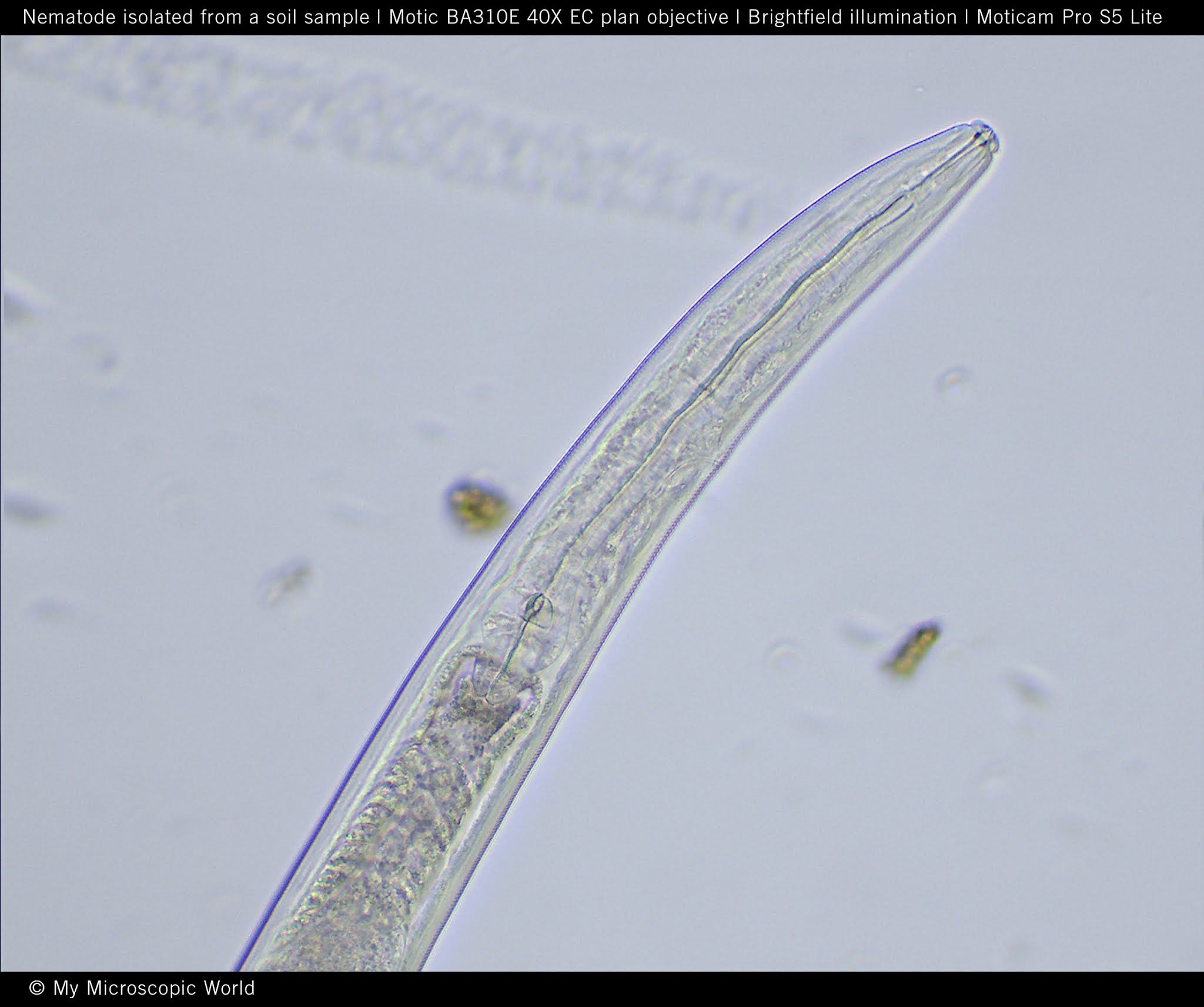 Motic Europe Blog Nematodes The most common animal on earth