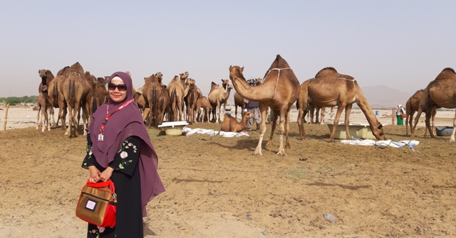 cerita pengalaman saya berkunjung ke peternakan unta camel farm di hudaibiyah arab saudi umroh alhijaz indowisata nurul sufitri travel lifestyle blogger review