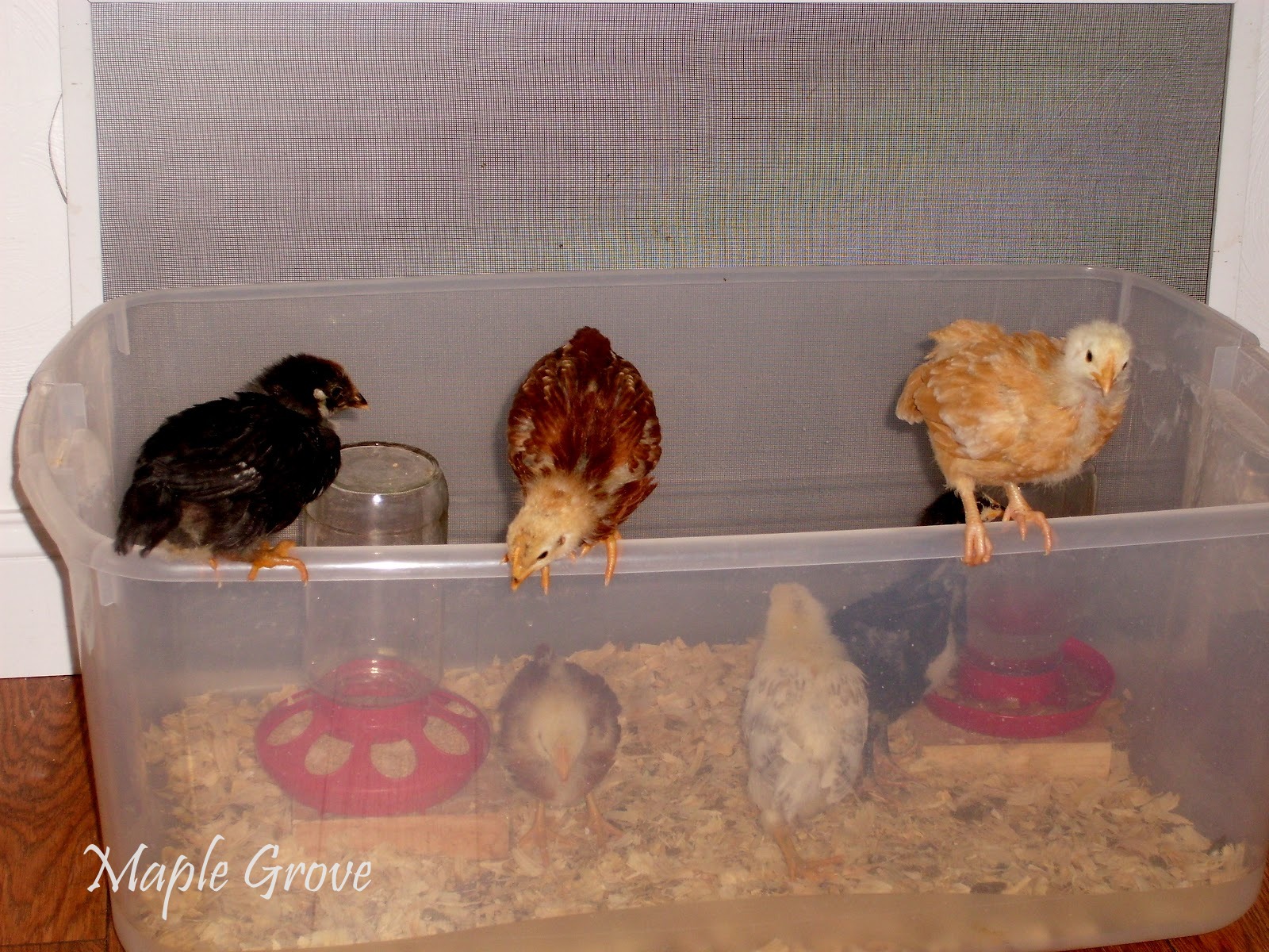 Maple Grove Brooding Chickens