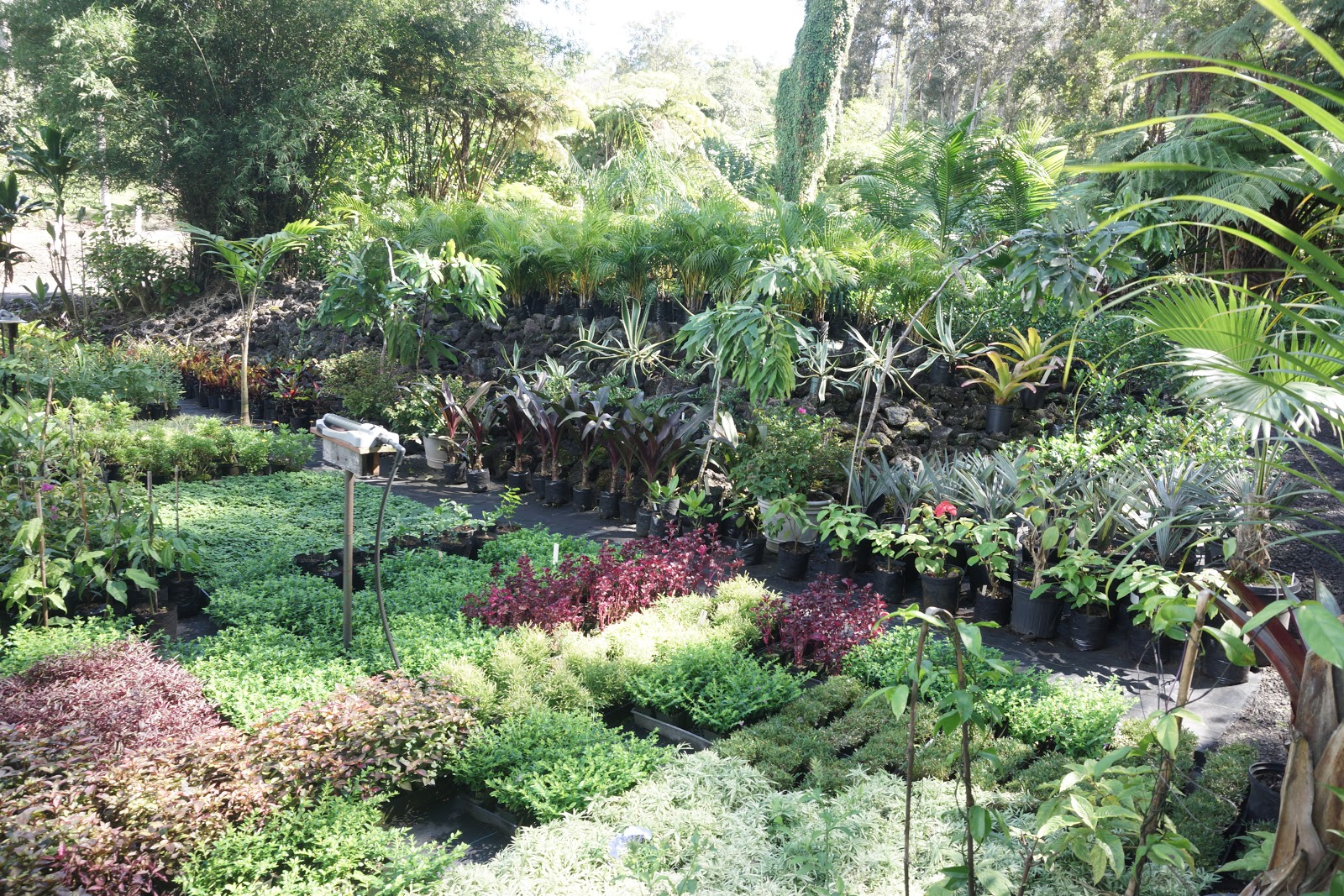 South Kona Nursery