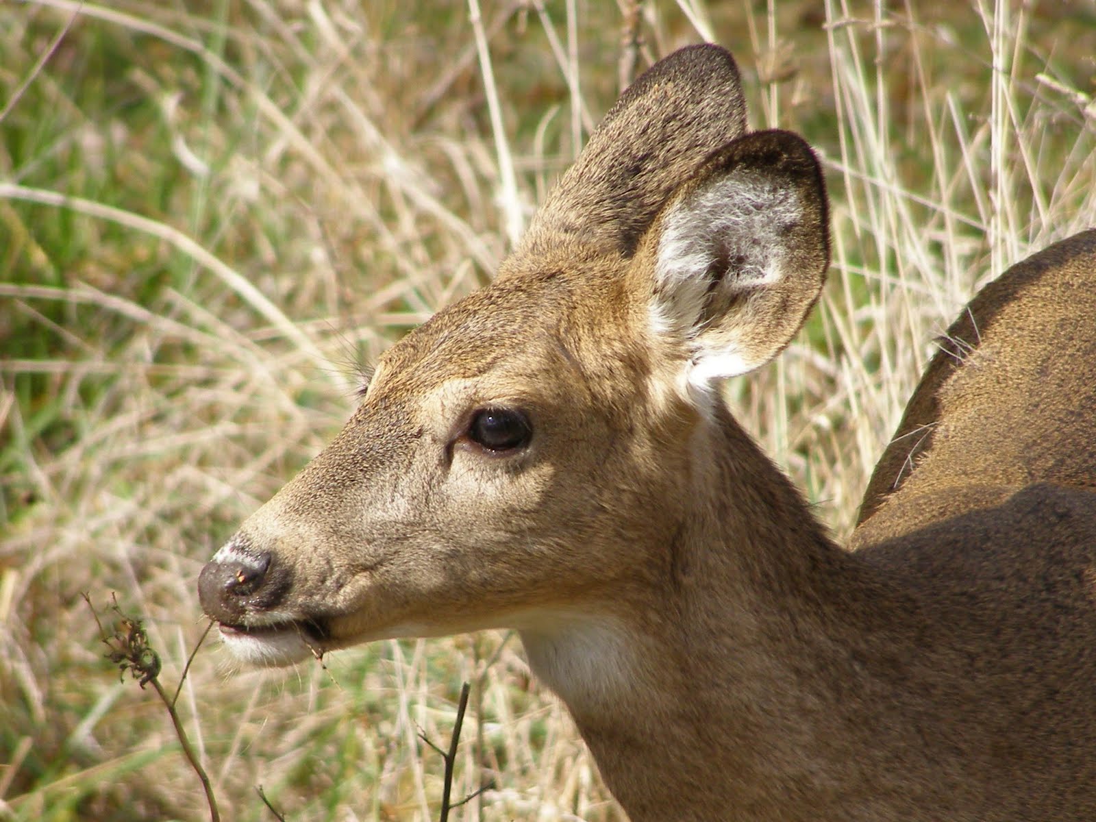 Blue Jay Barrens: A Deer with Many Faces