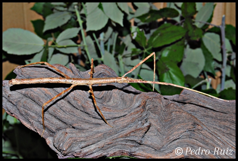 Ninfa hembra L5 de Parapachymorpha zomproi, 6,5 cm de longitud Ninfa hembra L5 de Parapachymorpha zomproi, 6,5 cm de longitud