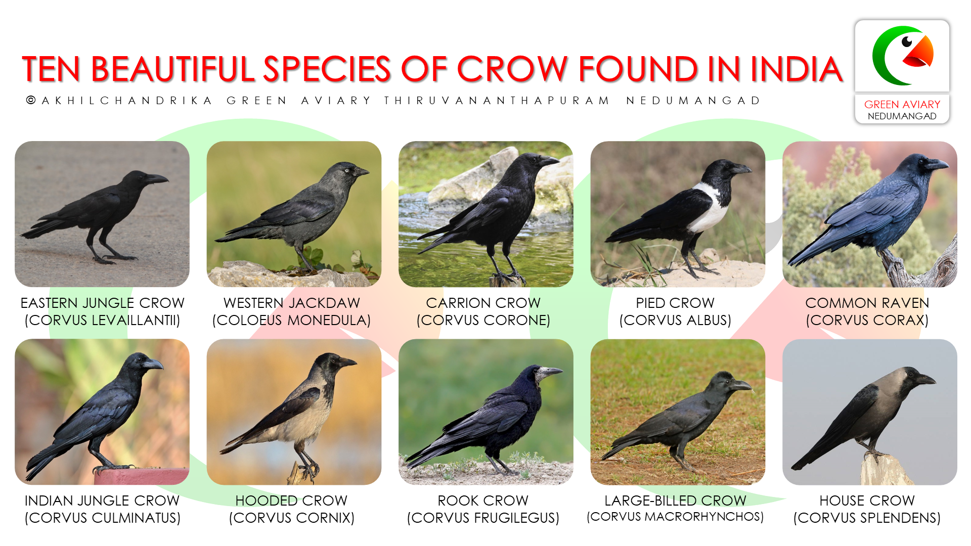 TEN BEAUTIFUL SPECIES OF CROW FOUND IN INDIA