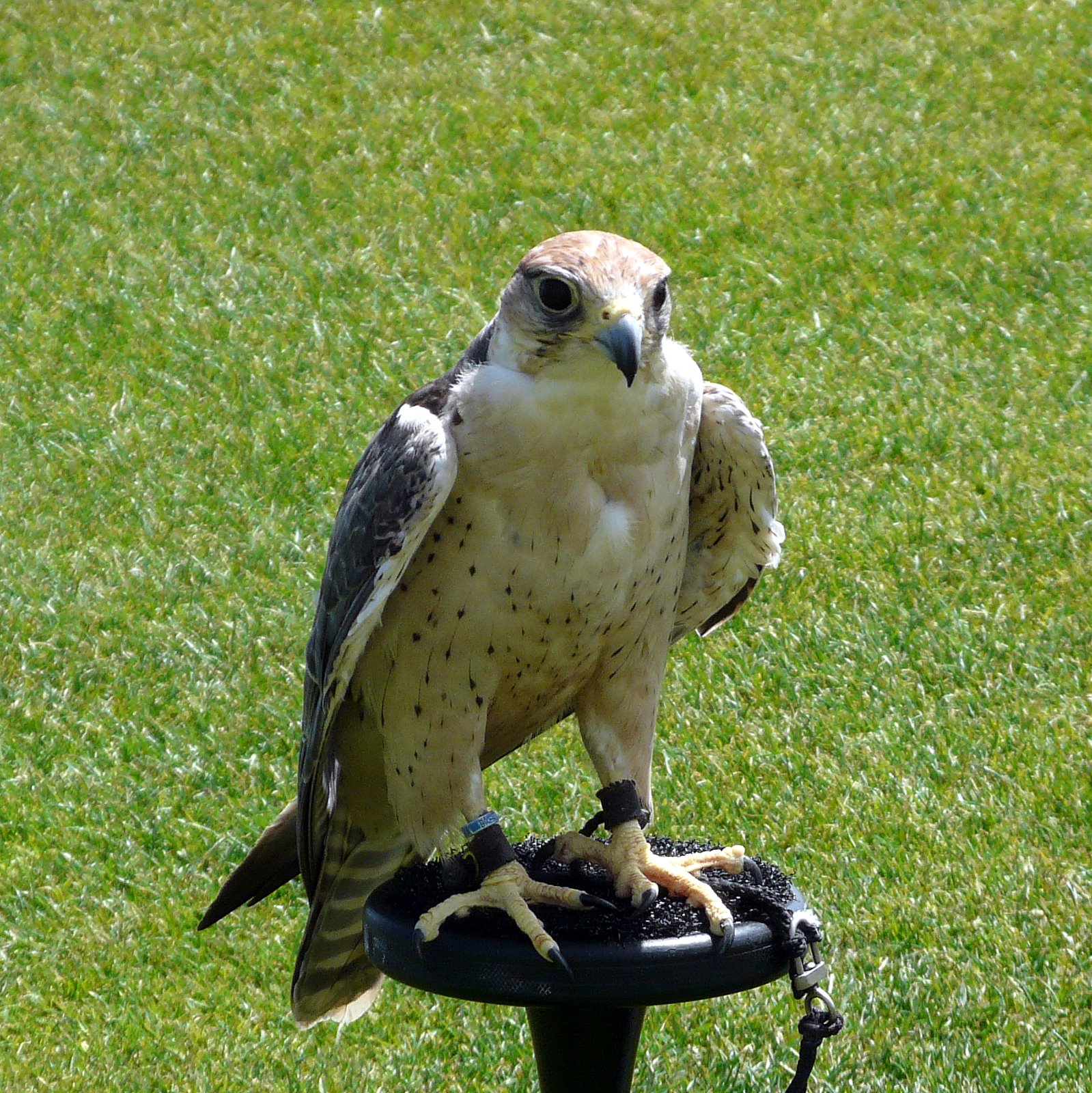 Omss Bird NJ Bird Photos Birds of New Jersey