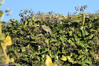 Tallarol de casquet (Sylvia atricapilla)