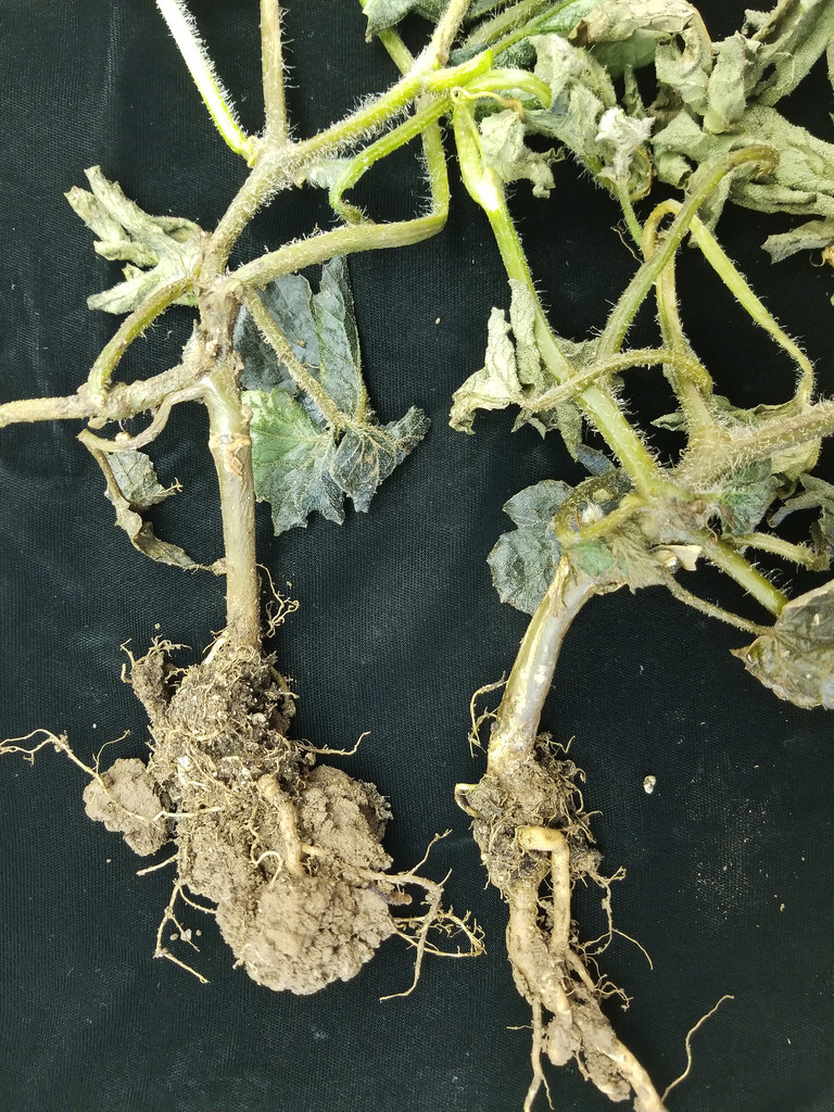 PEST MANAGEMENT IN BITTER GOURD