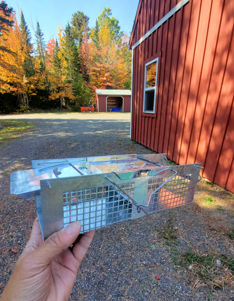 Keep Rodents out of your Chicken Coop without Traps or Poison Fresh