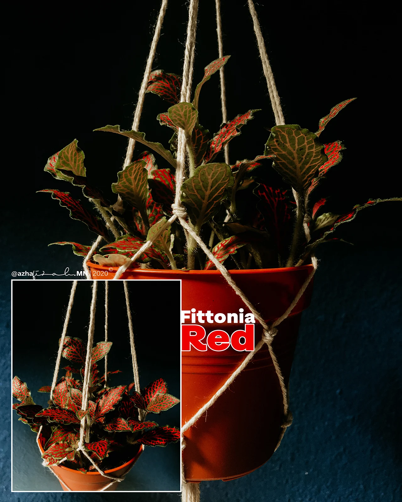 Fittonia Red