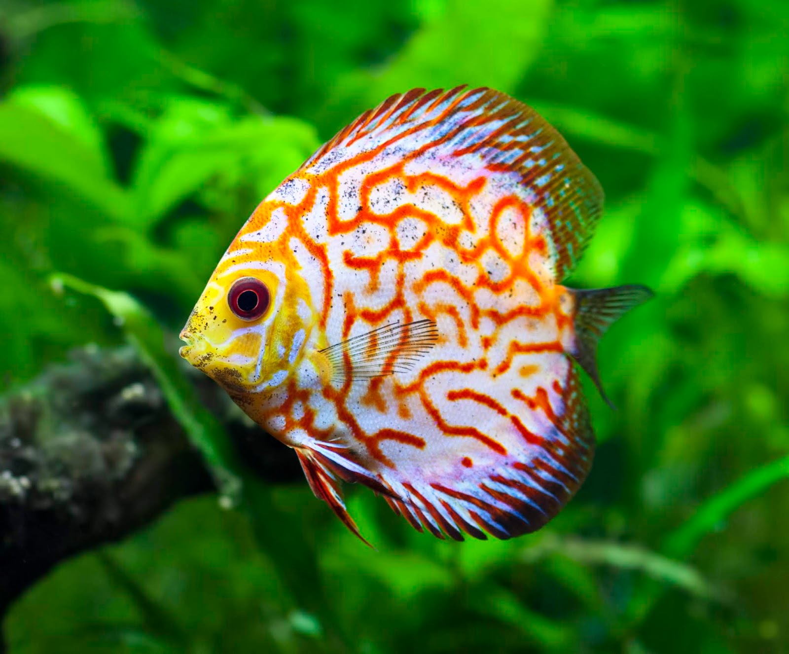 ornamental fish