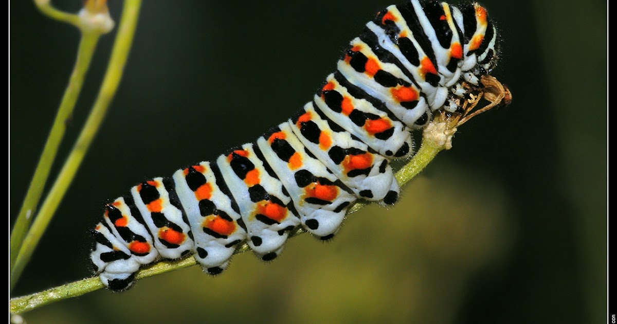 French Vocabulary Illustrated chenille